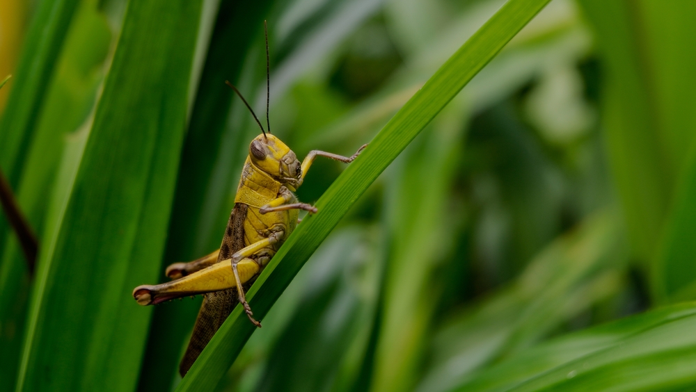 A yellowish-brown grasshopper is perched on a green blade of grass, surrounded by leaves in its natural outdoor environment, showcasing the typical grasshoppers habitat.
