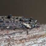 A close-up of a dark, spiny wood beetle resting on a rough tree branch. The beetle’s textured body is covered with bumps and small protrusions, set against a plain, out-of-focus brown background. Perfect for wood beetle identification.