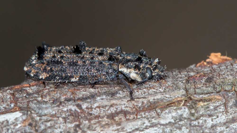 Featured image for Wood Beetle Identification: A Simple Guide for Homeowners