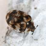 A close-up view of a varied carpet beetle, showing its rounded, mottled body as it walks on a pale, textured surface—an example of the typical carpet beetle size, which usually ranges from 1.7 to 3.5 mm in length.