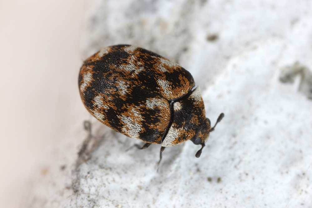 A close-up view of a varied carpet beetle, showing its rounded, mottled body as it walks on a pale, textured surface—an example of the typical carpet beetle size, which usually ranges from 1.7 to 3.5 mm in length.
