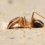 Close-up of a dead ant lying on its side on a rough, light brown surface, showing its legs, antennae, and segmented body.