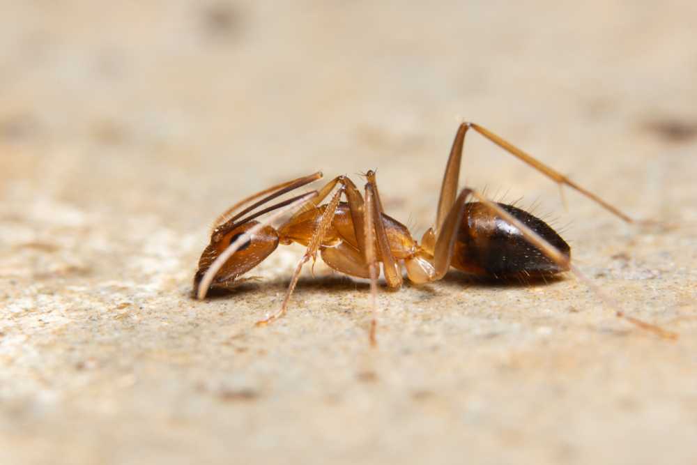 Featured image for What Are Ghost Ants? Identification and Control Tips