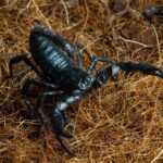 A black scorpion is shown on a bed of brown, fibrous material, possibly dry plant matter or soil; its pincers and tail are clearly visible, highlighting the importance of scorpion prevention and pest control in such environments.