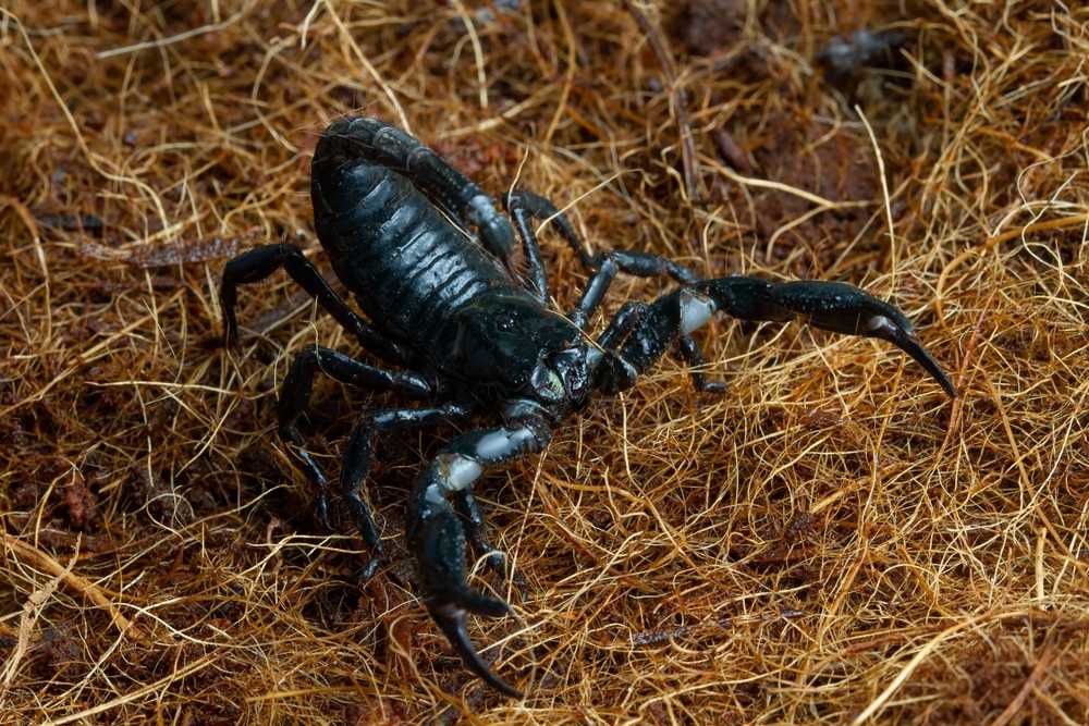 Featured image for How to Keep Scorpions Away: Simple Tips That Work