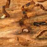 Close-up view of a piece of wood showing tunnels created by insects. Visible are a beige larvae, a yellowish wingless termite for identification, and three dark-colored beetles crawling within the tunnels.