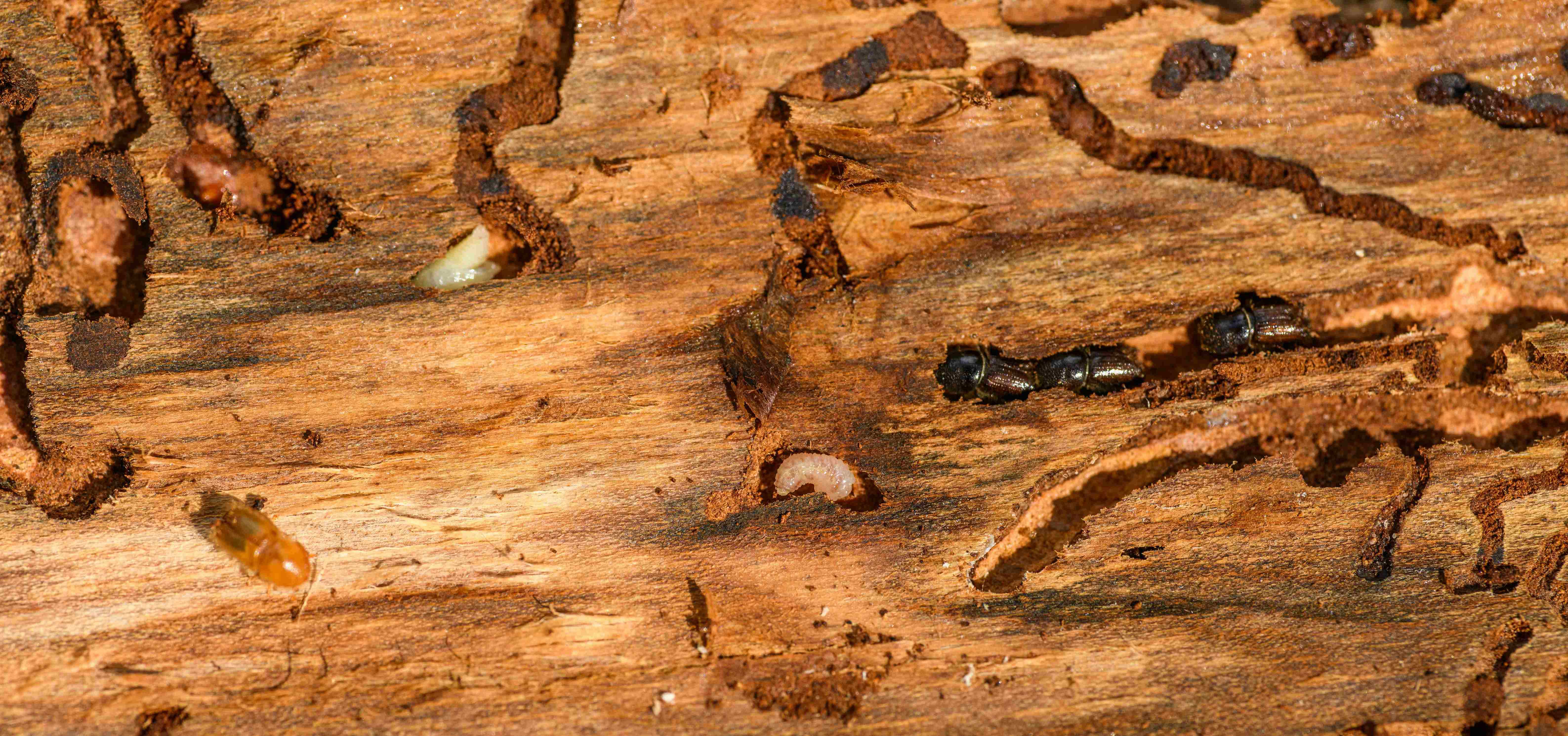 Featured image for Wingless Termites: Identification and Control Tips