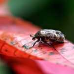 A close-up of a fabric beetle with patterned markings on its back, standing on a red leaf with visible veins. Ideal for identification or learning control tips. The background is blurred green and red foliage.