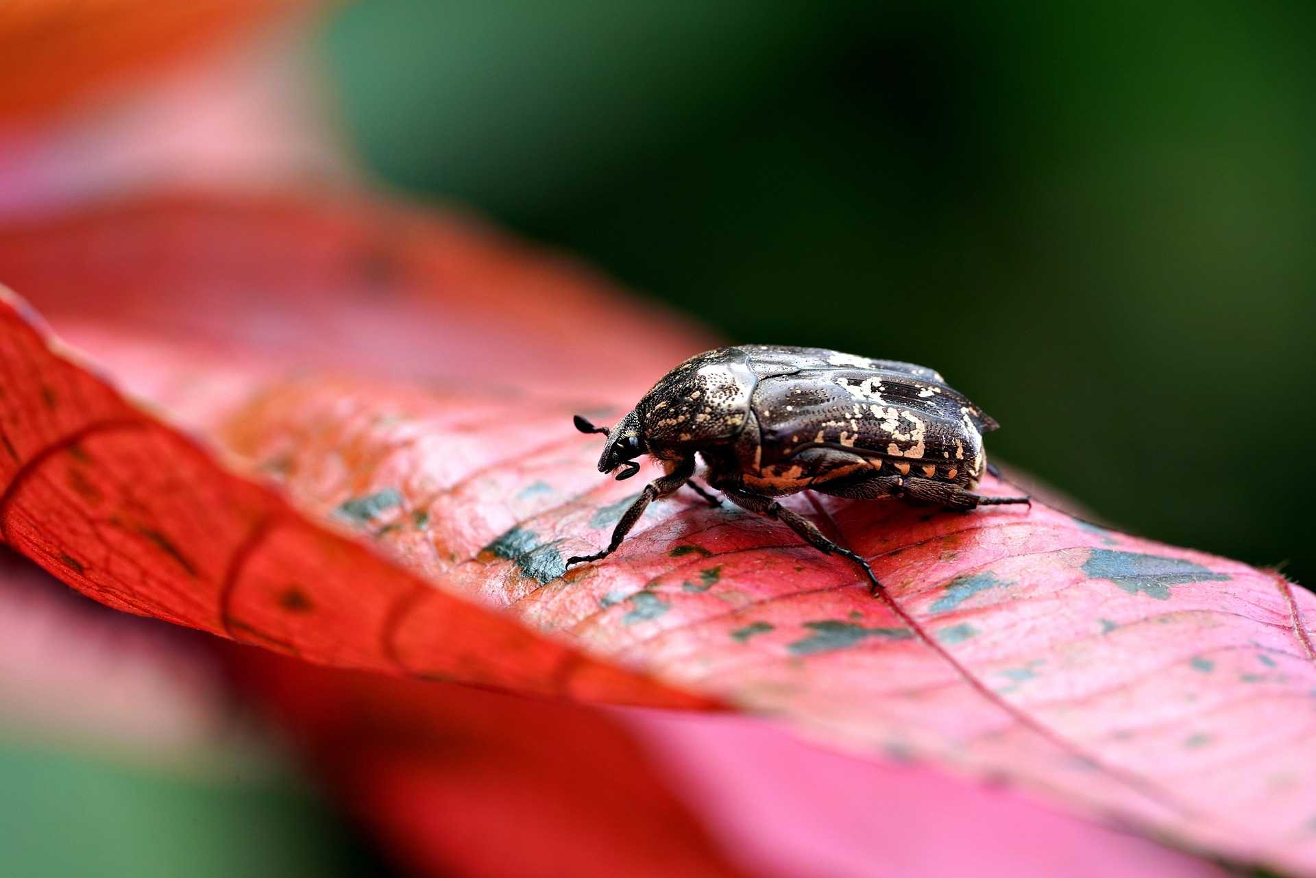Featured image for Fabric Beetles: Identification, Damage & Control Tips