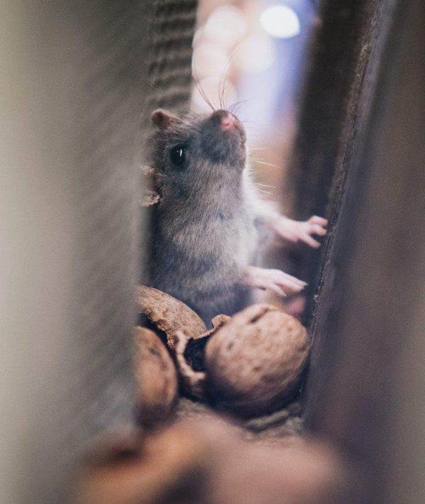 mouse trapped in wall pest control for homes in vegas